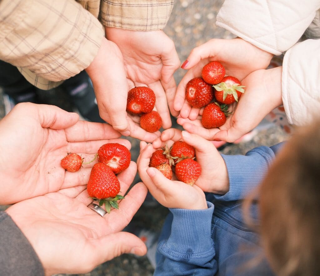 strawberries being held by 4 people, picture taken from up above, very ripe strawberries